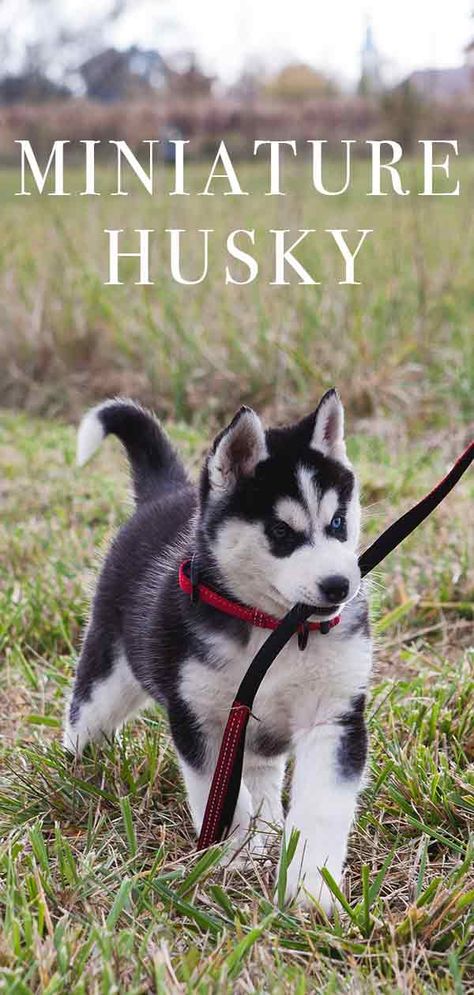 Learn about the Mini Husky. Theres a lot to know about this pint-sized pup. Pomeranian Full Grown, Husky Humor, Mini Husky, Siberian Husky Funny, Mini Huskies, Names Dog, Miniature Husky, Husky Faces, Husky Breeds