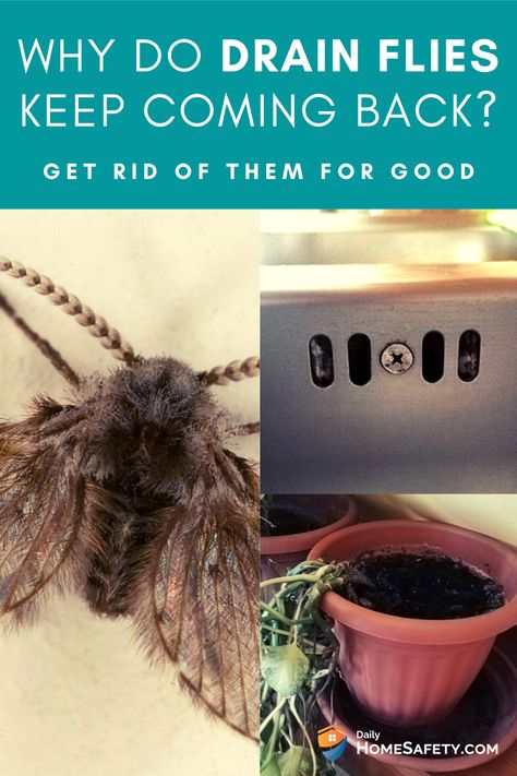 Getting Rid Of Drain Flies, Drain Gnats How To Get Rid Of, How To Get Rid Of Drain Flies In House, Drain Fly Remedy, Drain Flies How To Get Rid Of, Homemade Gnat Trap, Cleaning Sink Drains, Drain Flies, Natural Drain Cleaner