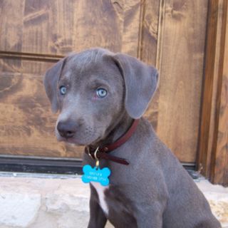 Texas Blue Lacy puppy-How cute are these!? Thinking maybe this is what Zelda looked like as a pup! Hunting Puppies, Blue Lacy Dog, Dog Training Barking, Blue Lacy, Every Dog Breed, Best T Shirts, Abyssinian Cat, Silver Lab, Crazy Dog Lady