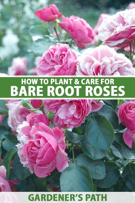 A close up vertical image of bright pink roses growing in the garden fading to soft focus in the background. To the center and bottom of the frame is green and white printed text. Bare Root Roses, Root Plants, Gardening For Dummies, Green Backyard, Rooting Roses, Flowering Bushes, Rose Care, Plant Help, Starting A Garden