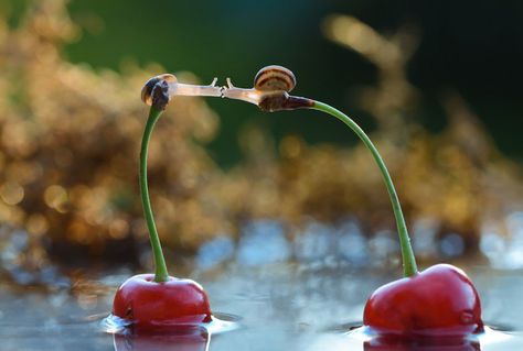 A Snail’s Life by Vyacheslav Mischenko Macro Fotografia, Prove Love, Foto Macro, Magical Pictures, Macro Photos, Jolie Photo, Close Up Photos, Beetles, 귀여운 동물