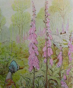 ..... 'Jemima searched for a convenient dry nesting place. She rather fancied a tree-stump amongst some tall foxgloves'..... Jemima Puddle Duck, Jemima Puddleduck, Beatrix Potter Illustrations, Beatrice Potter, Puddle Duck, Peter Rabbit And Friends, Potter Art, 22 December, Scientific Illustration