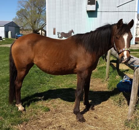 My 20 year old Morab mare ❤️ Morab Horse, 20 Year Old, Horse Pattern, Horse Breeds, Morning Glory, 20 Years Old, Getting Ready, Year Old, Horses