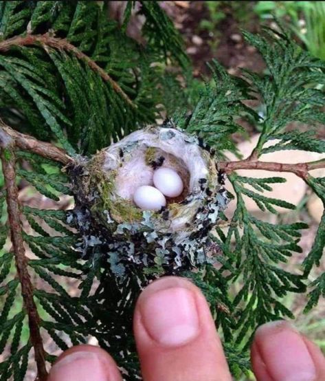 Living Morganism 🌱 on Twitter: "Hummingbird eggs are so tiny they don't even look real… " Hummingbird Nests, Hummingbird Nest, Bird Eggs, Bird Nest, Beautiful Animals, Trees And Shrubs, Bird Watching, Bird Feathers, Beautiful Birds