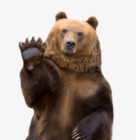 Bear Png, Brown Bear