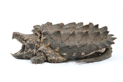 Alligator Snapping Turtle. (Macrochelys temminckii , #AFFILIATE, #Snapping, #Alligator, #Turtle, #temminckii, #Macrochelys #ad Alligator Turtle, Musk Turtle, Commission Ideas, Alligator Snapping Turtle, Big Turtle, Cute Lizard, Snapping Turtle, Chainsaw Carving, River Rafting