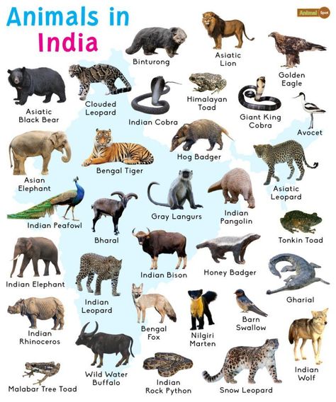 Animals in India: List and Facts with Pictures Indian Palm Squirrel, Asiatic Cheetah, Animals Name In English, Animals Name, Animal Infographic, Indian Animals, Saltwater Crocodile, Wild Waters, Clouded Leopard