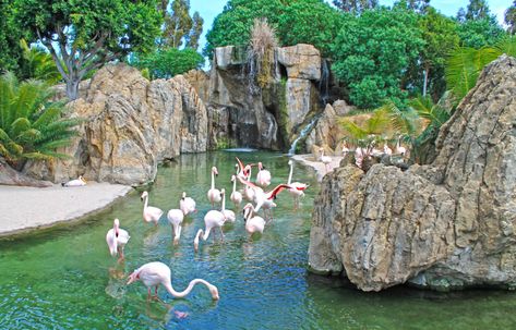 Flamingo Habitat, Zoo Boo, Zoo Games, Zoo Inspiration, Zoo Pictures, Zoo Map, Zoo Design, Zoo Zoo, Zoo Project