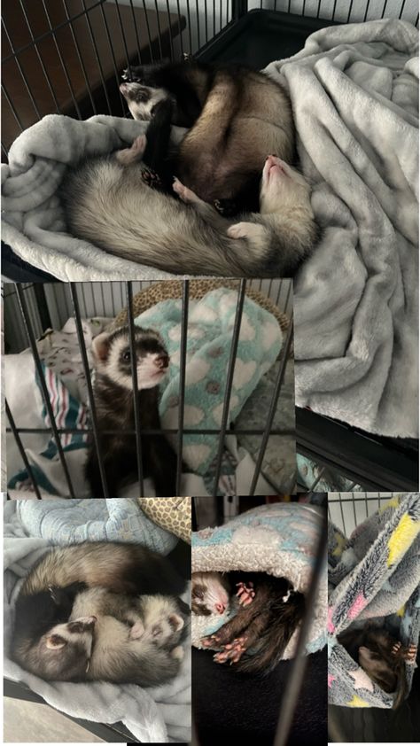 My ferrets being ferrets Ferret Videos, Cute Ferrets, Num Num, Rough Day, Red Evening Dress, Silly Animals, Ferret, Snakes, Noodles