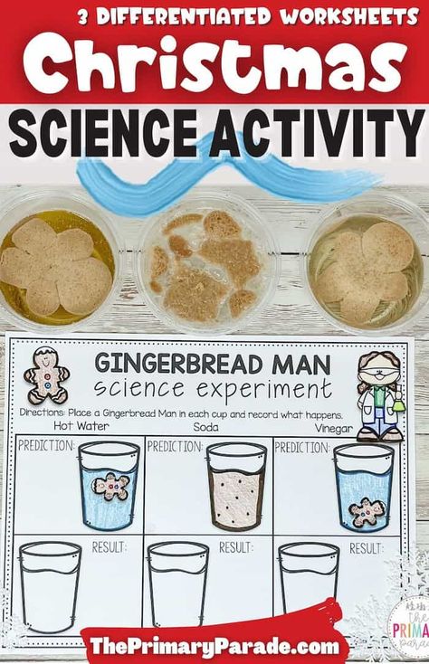 Easy gingerbread cookie science experiment for kids to do this Christmas. Fun Christmas gingerbread activities for kids. Gingerbread Science Kindergarten, Gingerbread Cookie Science Experiment, Christmas Stem Preschool Activities, Christmas Baking Activities For Kids, Gingerbread Man Stem Activities, Gingerbread Stem Kindergarten, Gingerbread Experiment For Kids, Gingerbread Man Science Experiment, Gingerbread Science Activities