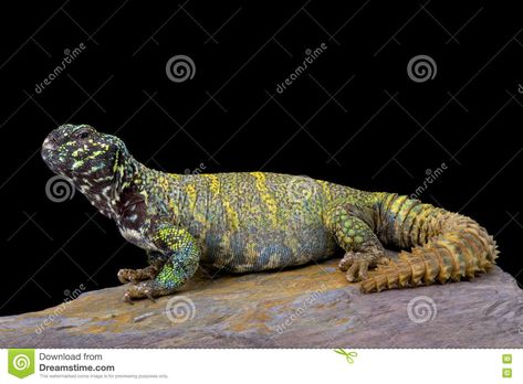 Ornate spiny-tailed lizard (Uromastyx ornata ornata). Uromastyx ornata ornata,th #Sponsored , #spiny, #Ornate, #Uromastyx, #ornata, #tailed Ornate Uromastyx, Animation Ideas, Graphics Animation, Motion Graphics Animation, Motion Graphics, Egypt, Motion, Stock Images, Stock Photos