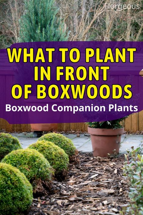 What to Plant in Front of Boxwoods Boxwood Companion Plants, Boxwood Bush, Boxwood Landscaping, Monkey Grass, Front Flower Beds, Boxwood Plant, Boxwood Garden, Box Wood Shrub, Bushes And Shrubs