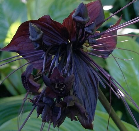 Black Bat Flower, Orchid Meaning, Lockscreen Widget, Flying Duck Orchid, Bat Flower, Goth Garden, Gothic Garden, Purple Garden, Dark Flowers