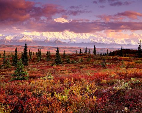 Painted Clouds, Mount Mckinley, Arctic Tundra, Denali National Park, Majestic Mountains, Best Sunset, Landscape Pictures, Landscape Photographers, Fantasy Landscape