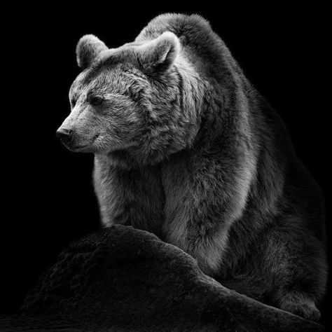 Black Bears Art, Bear Tattoos, Albino Animals, Bear Tattoo, Bear Art, Bear Wallpaper, Grizzly Bear, Black And White Pictures, Animal Planet