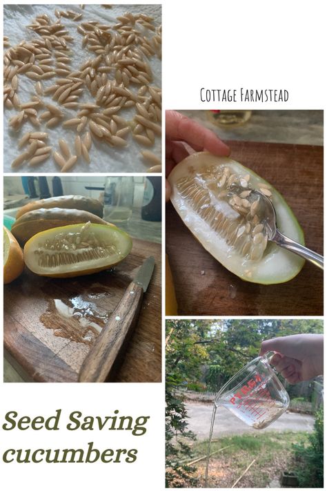 How To Save Cucumber Seeds, Saving Cucumber Seeds, Saving Cucumbers, Saving Seeds From Vegetables, Seed Saving Storage, Growing Cucumbers From Seed, Hearth Witch, Backyard Vegetable Garden, Root Cellars