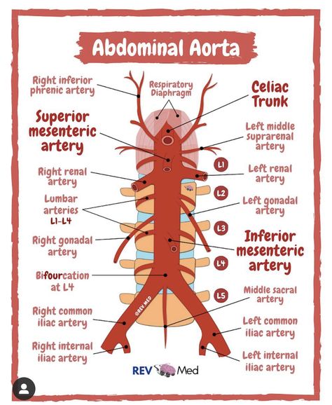 Arteries Anatomy, Anatomy Education, Anatomy Flashcards, Abdominal Aorta, Med Notes, Anatomy Notes, Physical Therapy School, Pt School, Diagnostic Medical Sonography