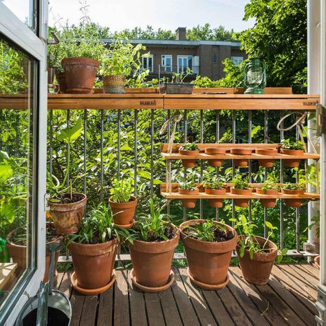 Romantic Balcony, Balkon Decor, Balcony Grill Design, Small Balcony Garden, Small Balcony Design, Balcony Plants, Fast Growing Plants, Small Balcony Decor, Urban Gardening