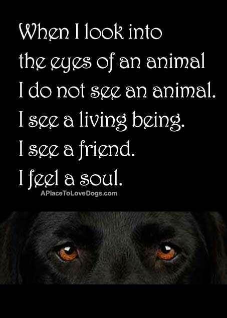 23 Amazing Animal Lover Quotes For Dog And Animal Lovers What Is A Soul, Animal Lover Quotes, Animal Reiki, Dog Lover Quotes, Cats Eyes, Best Pics, Soul Quotes, Animal Quotes, Love Your Life