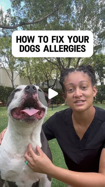 Dog Allergy Remedies, Allergy Relief For Dogs, Dog Allergies Remedies, Environmental Allergies, Allergies Remedies, Itch Relief Skin, Dog Paw Care, Dog Skin Allergies, Dog Den