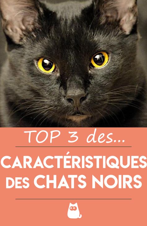 Black Cat Tabaxi, Memes Chat, Russian Blue Kitten, Black Cat Superstition, All Types Of Cats, Niche Chat, Cat Behaviours Explained, Tasty Videos, Cat Training