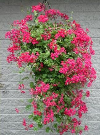 Ivy geranium. Likes morning sun or bright shade. Geranium Planters, Growing Geraniums, Yard Planters, Geraniums Garden, Front Porch Plants, Ivy Geraniums, Full Sun Flowers, Geranium Plant, Porch Plants