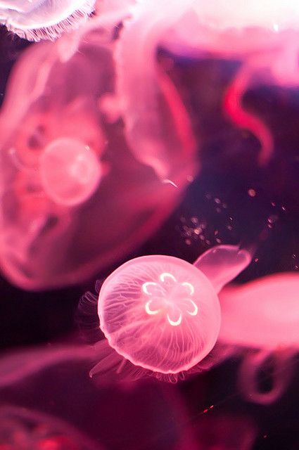 jelly fish :D Pink Jellyfish Wallpaper, Jelly Jelly, Sunshine City, Moon Jellyfish, Jellyfish Photography, Sea Jellies, Pink Jellyfish, Jellyfish Tattoo, Mail Order Brides