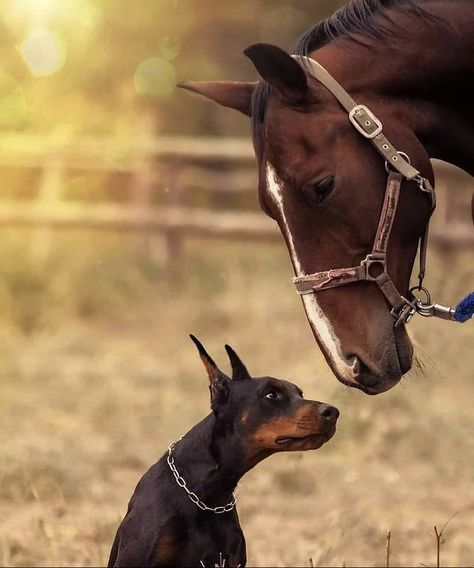 Horses Photos, Cute Horse Pictures, Funny Horses, Horse Wallpaper, Horse Portrait, Horses And Dogs, Brown Horse, Pretty Animals, Work With Animals