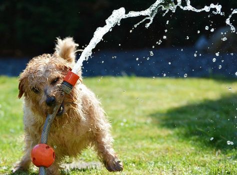 To ensure your dog feels great all season long, you may want to invest in these must-have items to keep your dog healthy and happy! Water