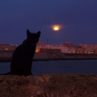 MI GATITO QUERIDO Black Cat Aethstetic, Cats At Night Aesthetic, Cat And Moon Aesthetic, Cat Night Aesthetic, Cat Dark Aesthetic, Dark Cat Aesthetic, Cat At Night, Starflesh Core, Cat Core