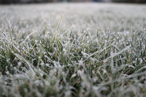 Frost Grass Winter, #Frost, #Winter, #Grass Gingerbread Competition, Winter Grass, Winter Frost, Monsters Inc, Public Domain Images, Business Card Mock Up, Free Pictures, Free Photo, Free Photos