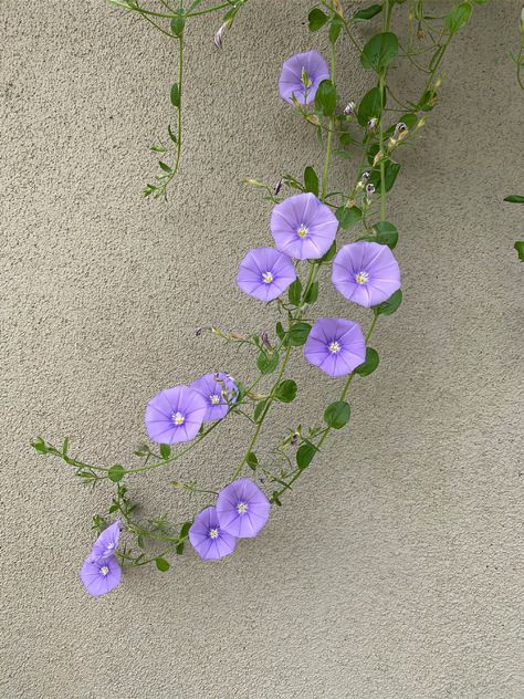 Morning Glory Flowers Aesthetic, Morning Glory Aesthetic, Morning Glory Flowers, Rainy Day Aesthetic, Flowers Aesthetic, Flower Branch, Sketchbook Drawing, Morning Glory, Pastel Rainbow