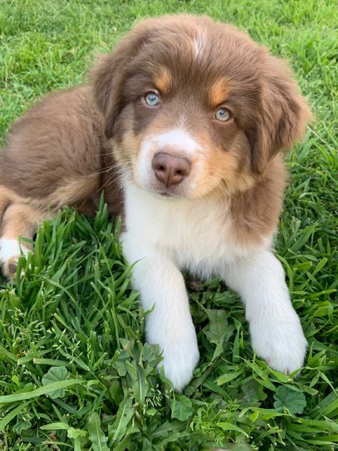 res tri australian shepherd puppy Tri Australian Shepherd, Red Tri Australian Shepherd, Australian Shepherd Red Tri, Mini Australian Shepherd, Australian Shepherd Puppy, Australian Shepherd Puppies, Shepherd Puppy, Shepherd Puppies, Australian Shepherd