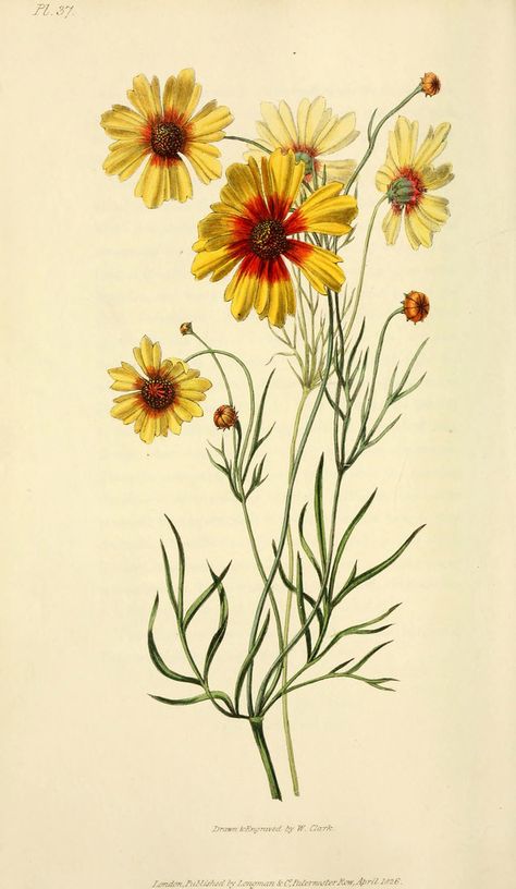 Coreopsis Flower, Sunflower Illustration, Illustration Botanique, Vintage Botanical Prints, Botanical Drawings, Vintage Botanical, Flower Illustration, Botanical Illustration, Botanical Prints