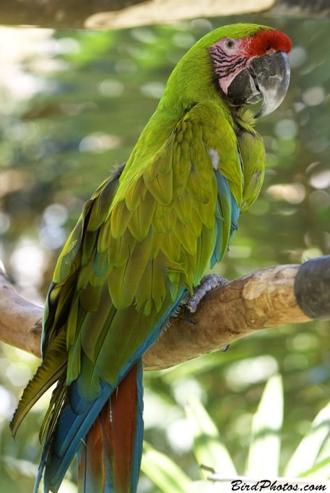 Types Of Parrots, Green Parrot Bird, Red Fronted Macaw, Green Macaw, Blue Spix Macaw, Puerto Maldonado, Red And Green Macaw, Birds Parrots, Pet Parrot