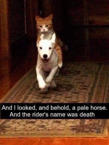 And I looked and behold a pale horse Dog And Cat, The Floor, A Dog, Orange, Memes, Funny, White