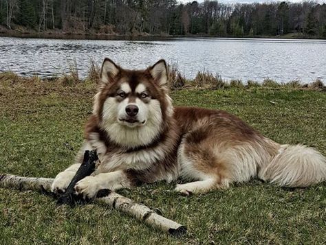 21 Husky Mixes That Are Unbelievably Adorable Husky Cross Breeds, Malamute Husky, Siberian Husky Mix, Dog Characters, Chinese Dog, Husky Cross, Alaskan Husky, American Cocker Spaniel, Corgi Mix