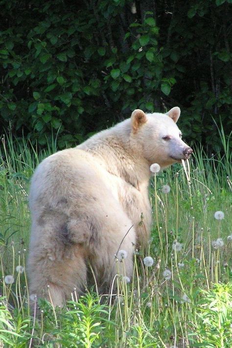 Kermode Bear, Spirit Bear, Bear Photos, Love Bear, Bear Art, Large Animals, Zoo Animals, Cute Bears, Brown Bear