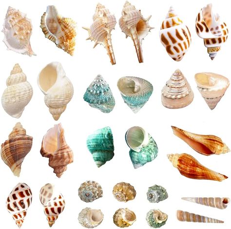 Hermit Crab Shells, Crab House, Crab Shells, Hermit Crab, Red And White Stripes, Conch, Crab, Sea Shells, Really Cool Stuff