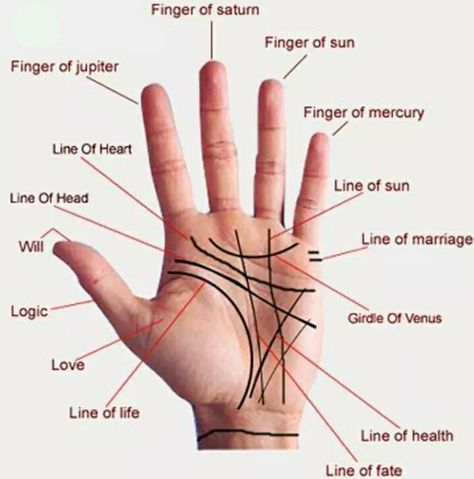 Palm Reading Charts, Palmistry Reading, Reflexology Foot Chart, Palm Lines, Palmistry Hand, Hand Mudras, Palm Reader, Reading Charts, Hand Lines