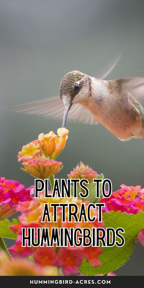 Create a hummingbird-friendly garden with these easy-to-grow plants that provide nectar-rich blooms. Perfect for bird lovers! Plants That Attract Bats, Hummingbird Garden Ideas, Drawing Hummingbirds, Hummingbird Garden Flowers, Hummingbird Nectar Recipe, Plants To Attract Hummingbirds, Attracting Hummingbirds, Easy Perennials, Hummingbird Nectar