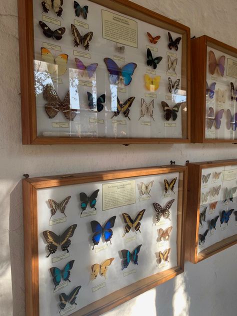 Bug Collector Aesthetic, Butterfly Painting Aesthetic, Insect Pinning, Thrifting Manifestation, Entomology Decor, Bug Taxidermy, Photography Butterfly, Butterfly Exhibit, Taxidermy Decor