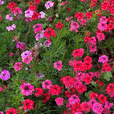 Verbena Sweetheart Kisses | All-America Selections Garden Types, Annual Flowers, Pink Petals, Flower Bud, Plant Needs, All Flowers, Flower Seeds, Petunias, Large Flowers