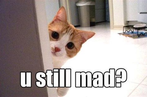 u still mad? gif Mad Meme, Cat Quotes Funny, Silly Cats Pictures, Cat Quotes, Kittens Funny, Funny Cute Cats, Silly Cats, Animal Quotes, Funny Animal Pictures