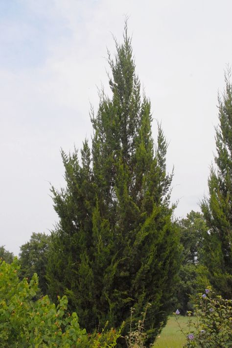 Juniperus virginiana (Eastern Redcedar, Eastern Red Cedar) | North Carolina Extension Gardener Plant Toolbox Eastern Red Cedar Tree Landscaping, Weeping Alaskan Cedar Landscape, Atlas Cedar Tree, Juniperus Virginiana, Whipcord Western Red Cedar, Eastern Red Cedar, Veggie Gardens, Meadow Garden, Blue Fruits