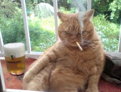 Dangerous Cat, Funny Animal Photos, Bad Cats, Cat Drinking, Cat Aesthetic, Funny Cat Pictures, Funny Cute Cats, Orange Cat, Silly Cats