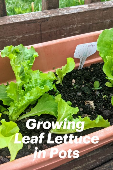 Young Lettuce Plants in a Rectangular Planter Growing Lettuce In Containers From Seed, Grow Lettuce In Container, Growing Butter Lettuce, Lettuce Planters, Cabbage In Containers, Lettuce In Pots, Salad Container Garden, Planting Lettuce Seeds, Container Herbs