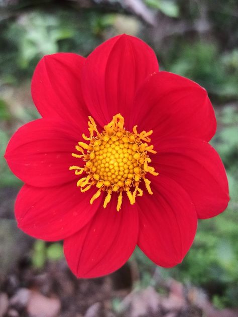 Dahlia coccinea (Family: Asteraceae). Red dahlia. Flower Propagation, Dahlia Plant, Red Dahlia, Growing Dahlias, Seasonal Garden, Ornamental Plants, Dahlia Flower, Plant Flower, Art Clay