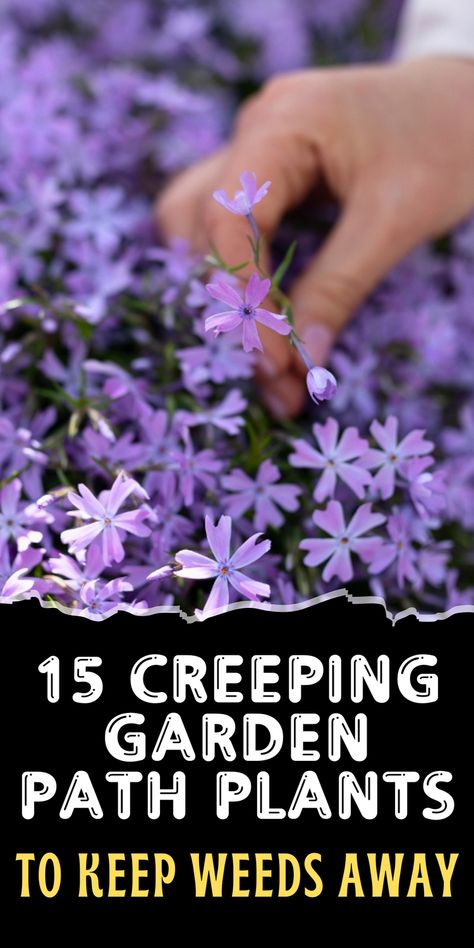 Transform your garden path with these 15 creeping plants. These low-growing ground covers will help keep weeds at bay while adding beauty to your garden. Save this pin for later and enjoy a lush, weed-free garden path. Click to explore these versatile plants! Ground Cover That Chokes Out Weeds, Flowering Creepers, Creeping Plants, Low Growing Ground Cover, Rock Yard, Rock Plants, Ground Covers, Creeping Jenny, Tiny White Flowers