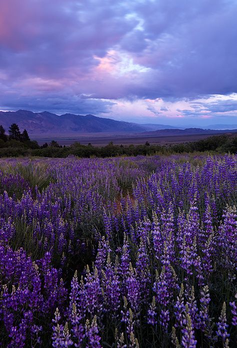 Phoenix Legend, Don't Look Back, Field Of Dreams, Lavender Plant, Lovely Lavender, All Things Purple, Lavender Fields, Purple Aesthetic, Delicate Flower